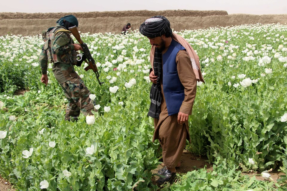 Taliban'dan Afganistan'da kenevir ekimine yasak - 3