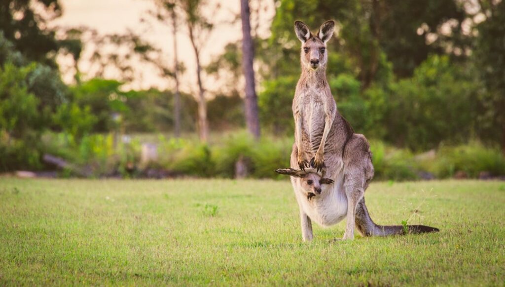 Avustralya'da 5 milyon kanguru için "vur izni" - Son Dakika Dünya Haberleri