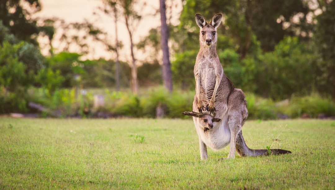 Avustralya’da 5 milyon kanguru için “vur izni” – Son Dakika Dünya Haberleri