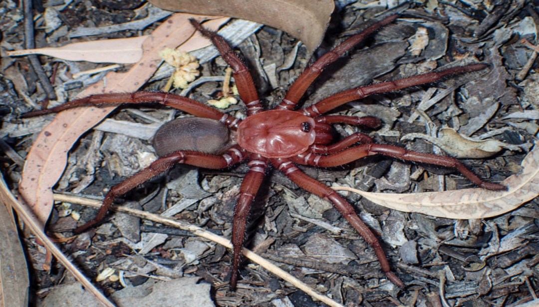 Avustralya’da devasa yeni örümcek türü keşfedildi: Onlarca yıl hayatta kalıyor – Son Dakika Dünya Haberleri