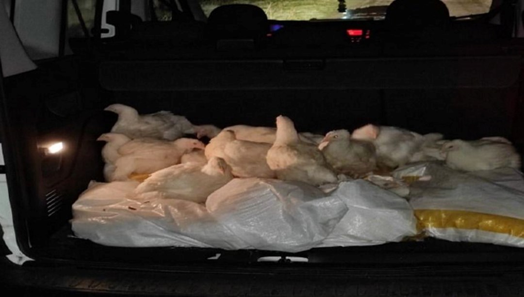 Bolu’da çiftlikten 100 tavuk çalan 2 şüpheli yakalandı – Son Dakika Türkiye Haberleri