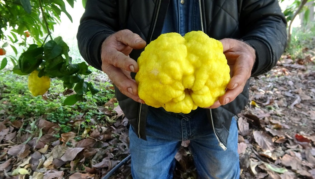 Denemek için eken üretici sıra dışı büyüklükte bergamot yetiştirdi – Son Dakika Türkiye Haberleri