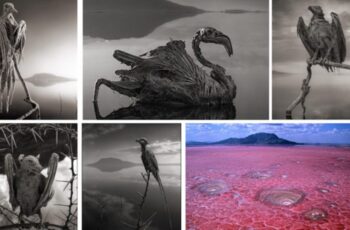Dünyanın en ölümcül gölü Natron: Yaklaşanı ‘taş’a döndürüyor – Son Dakika Dünya Haberleri
