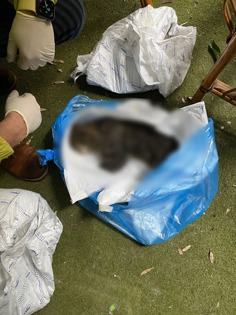 Kadıköy’de toplu kedi ölümleri – Son Dakika Türkiye Haberleri