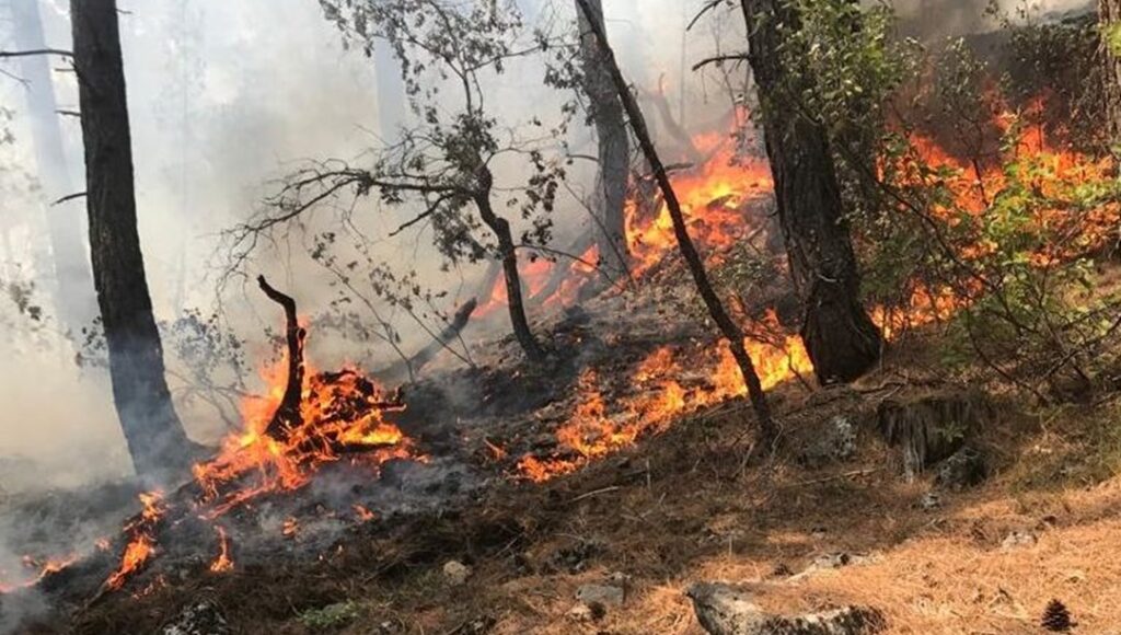 Orman kanunu düzenlemesi yasalaştı: Yangında hayatını kaybedenlere şehitlik statüsü verilecek - Son Dakika Türkiye Haberleri