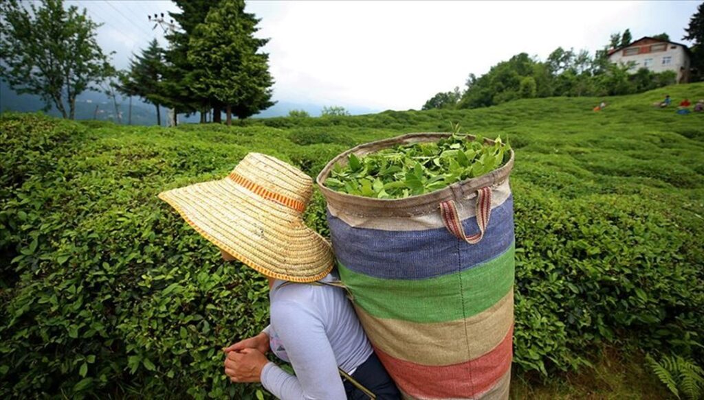 Rize çay ihracatında rekor kırdı: 2 ayda yüzde 130 artış - Son Dakika Ekonomi Haberleri