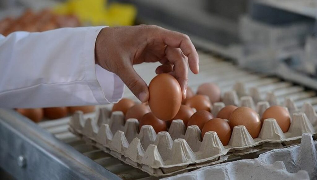 Yumurta üreticileri: Yükselen fiyatlardan biz de şikayetçiyiz - Son Dakika Ekonomi Haberleri