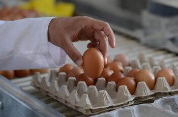Yumurta üreticileri: Yükselen fiyatlardan biz de şikayetçiyiz – Son Dakika Ekonomi Haberleri
