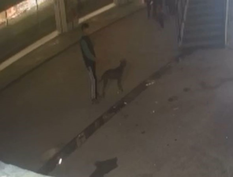 Şaka için serbest bırakılan pitbull çocuğa saldırdı - 1